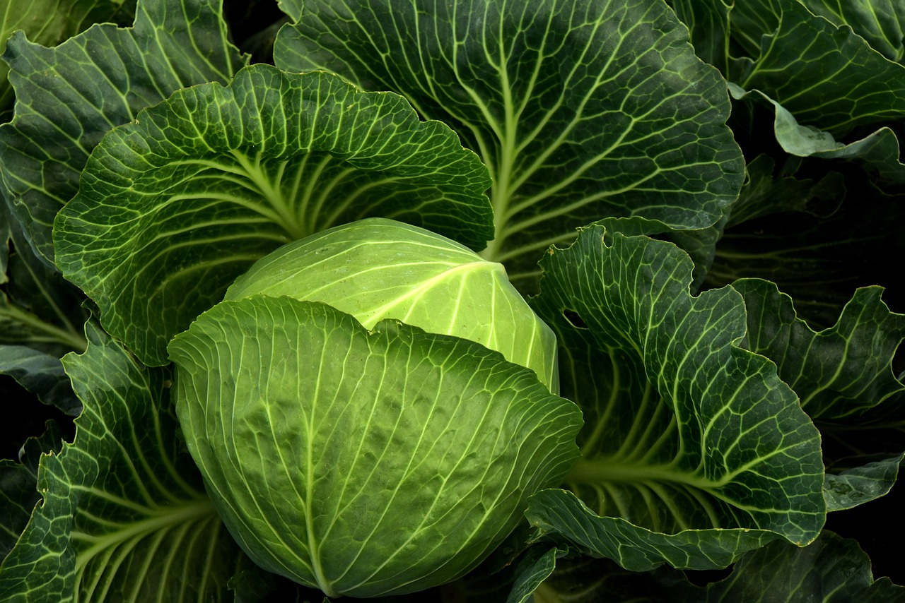 cabbage g1c41d0ca2 1280