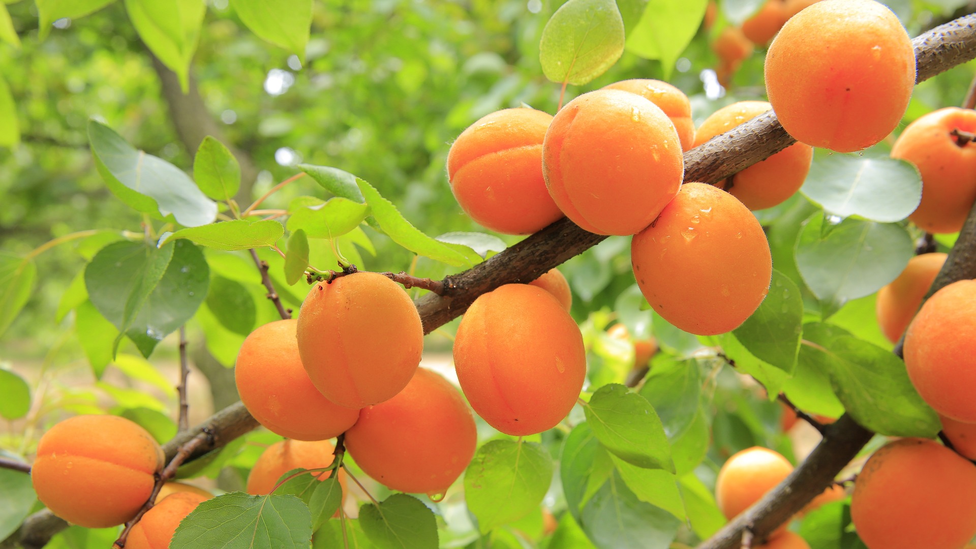 apricots g06deeb8aa 1920