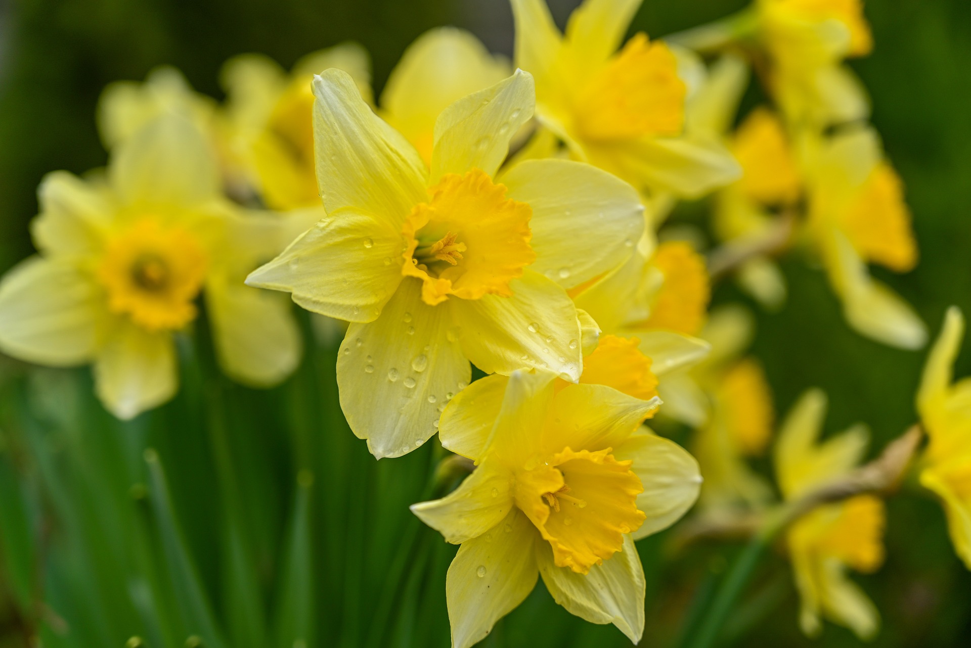 wild daffodils 7106921 1920
