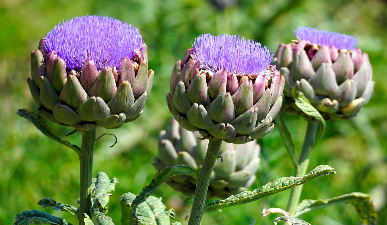 artichokes 5401151 1280