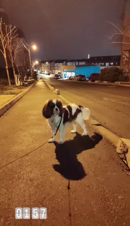 dinča šeta psa u pola noći