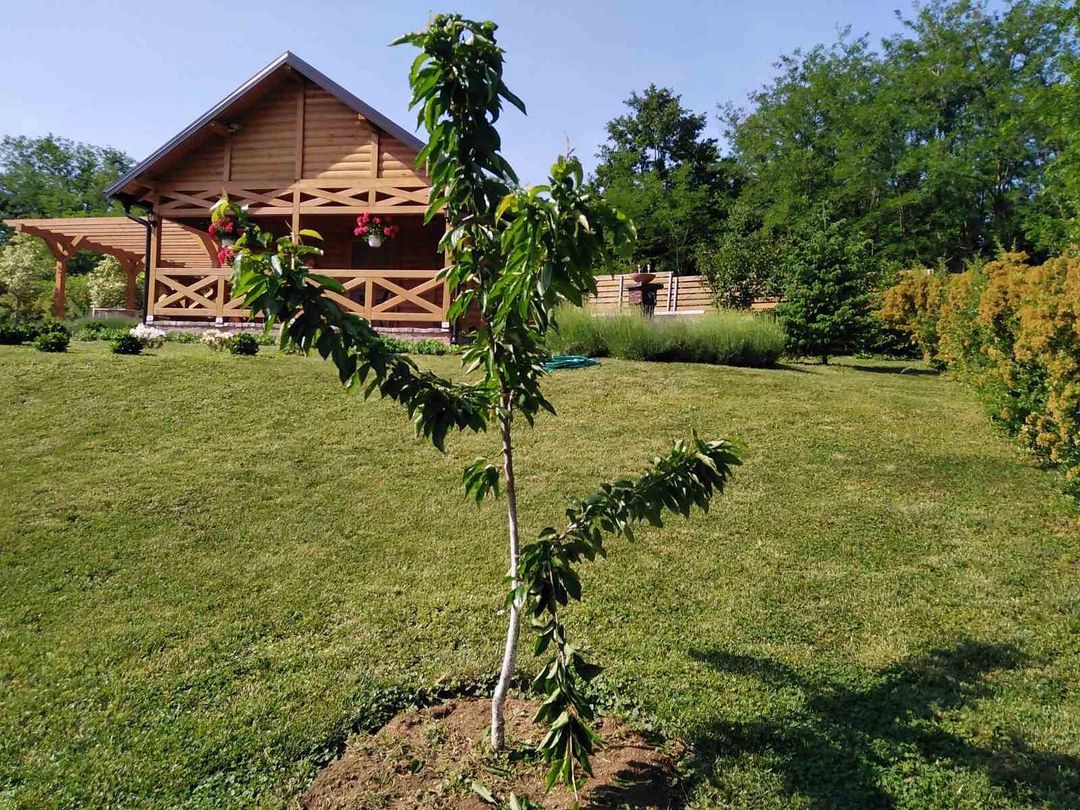 Prve tresnje na mom placu jos nisu dozrele i ptice su sve pokljucale. To znaci da su dobre i da ce jos bolje biti sledece godine. A sada pravac pijaca