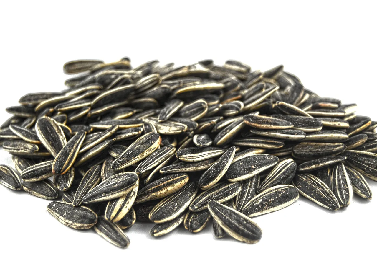 sunflower seed 4038174 1280