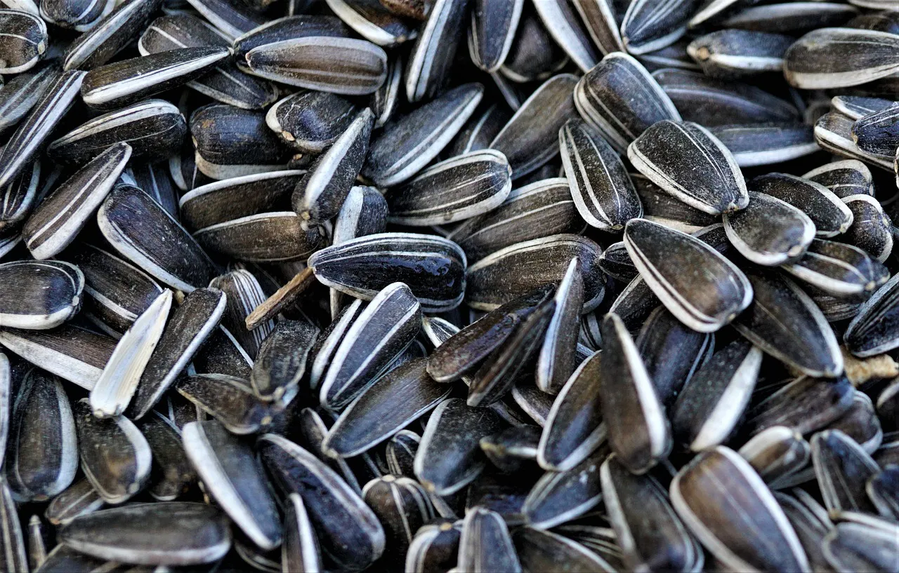 sunflower seeds 6008772 1280