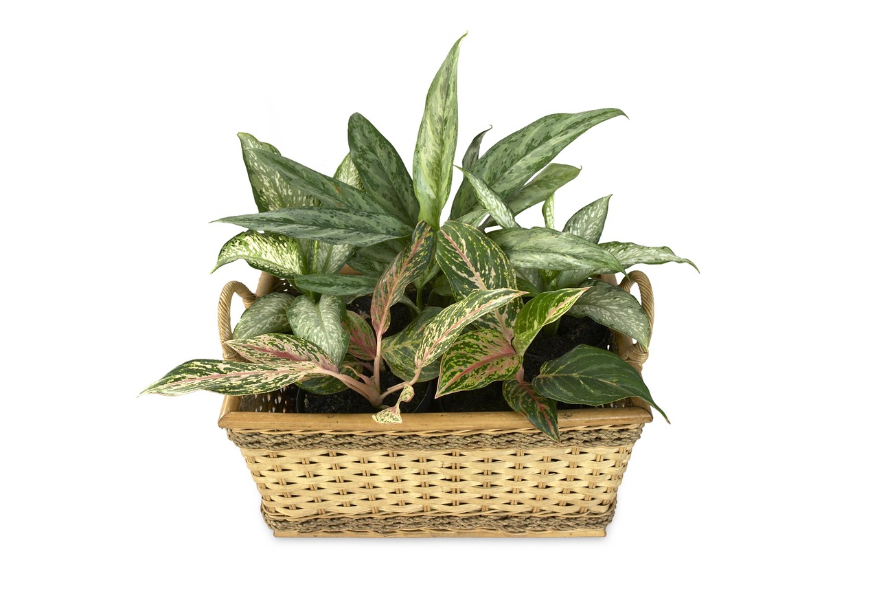 aglaonema 482914 1280 1