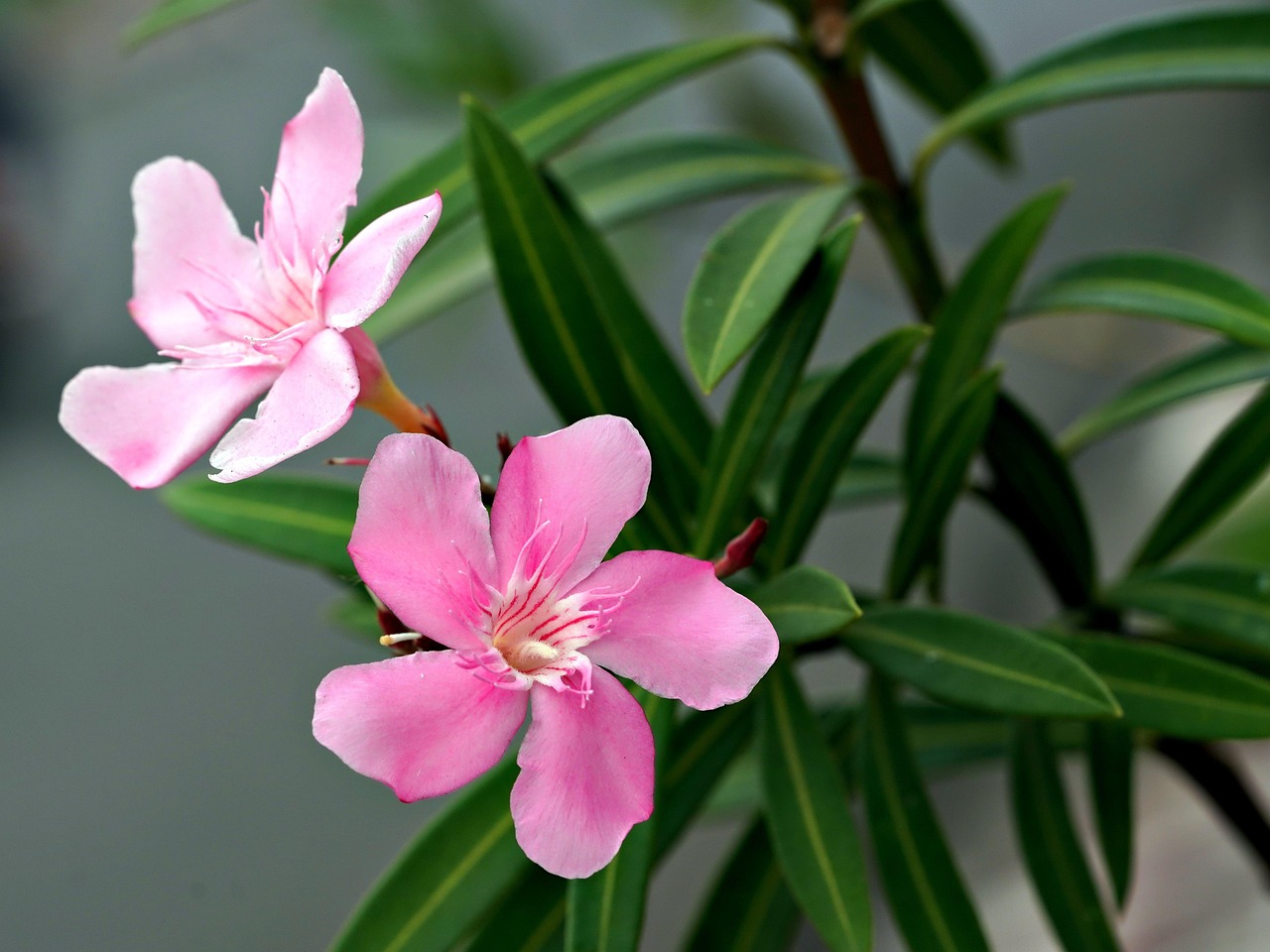 oleander 7425817 1280