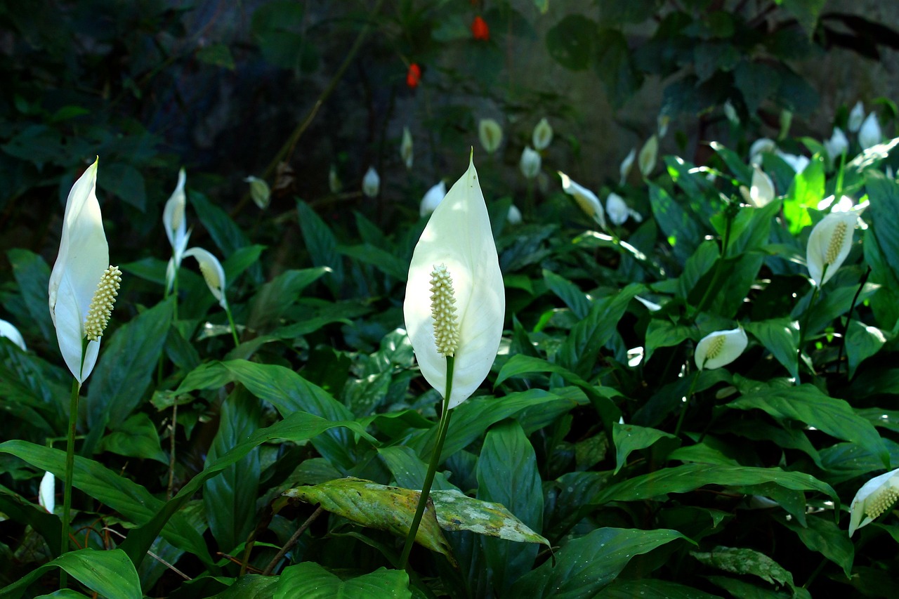 peace lily 830968 1280