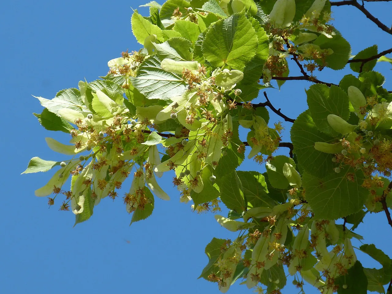 linden tree 210389 1280