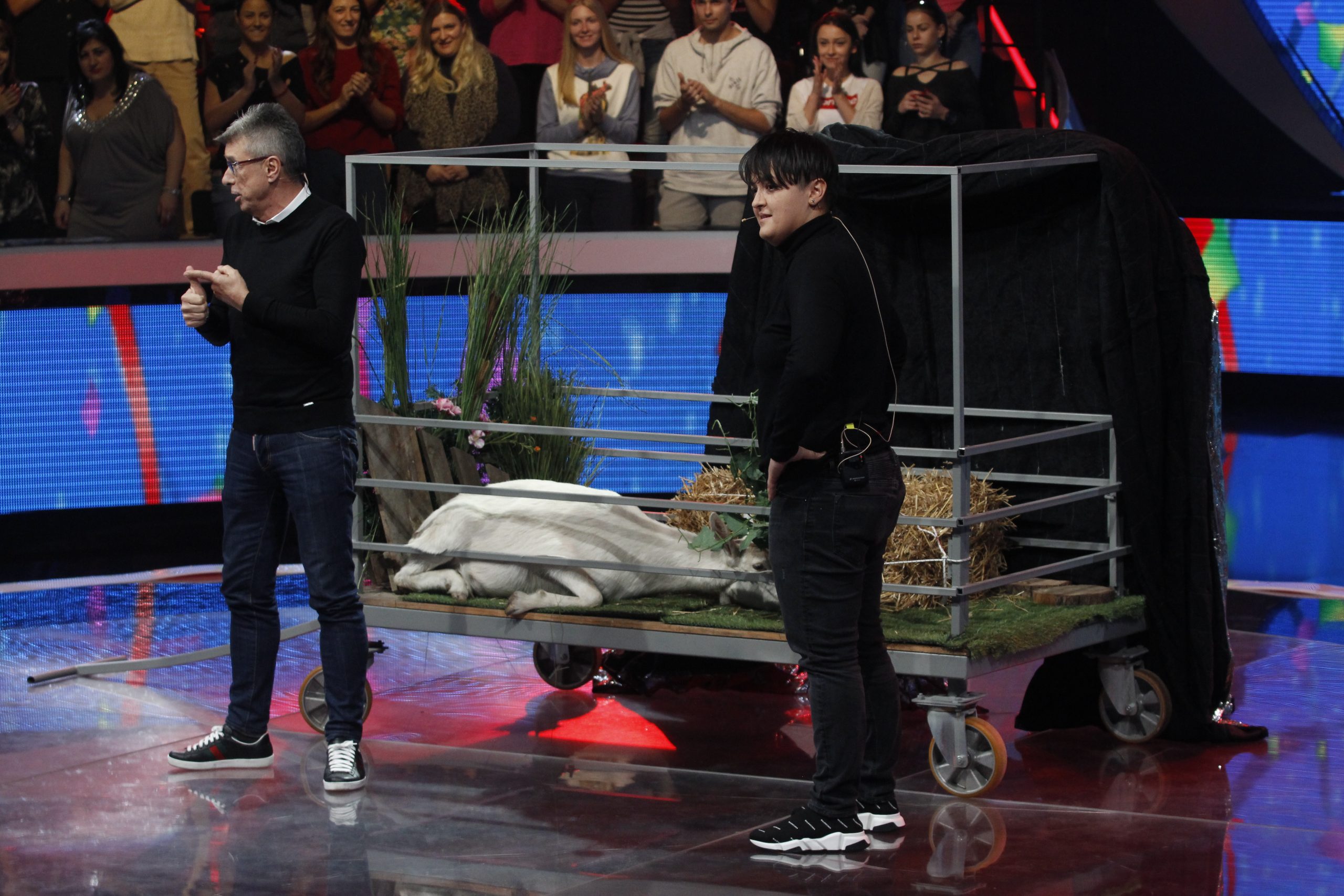 Da li se sećate istorijskog poteza Saše Popovića? Mariji Šerifović u Zvezdama Granda poklonio kozu za rođendan (VIDEO) 6 saša popović poklonio mariji kozu