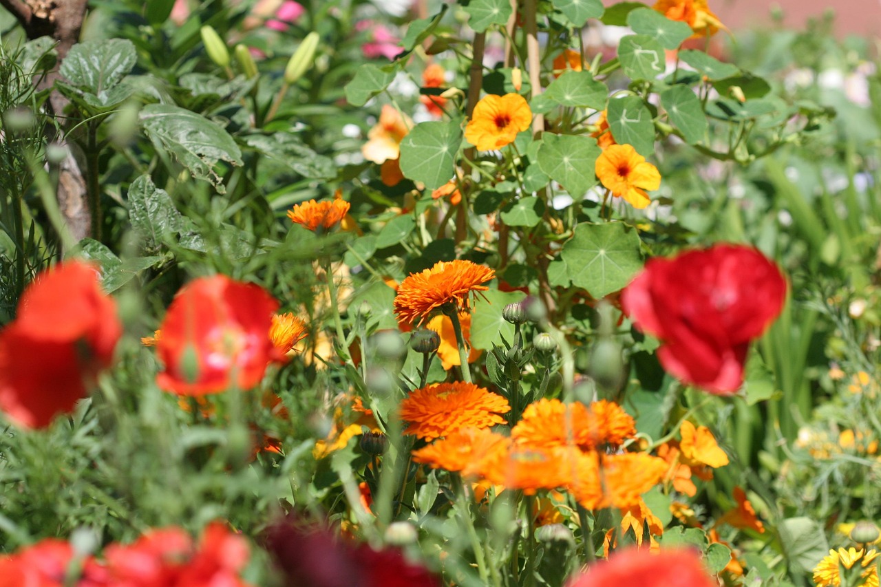 corn poppy 258831 1280