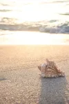 beach 4301479 1280