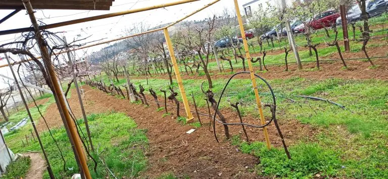 Mesto za koje javnost ne zna: Pevač poseduje raskošno imanje, pokrenuo i prizvodnju vina (FOTO) 8 IMG a3e6b4724ff7fed018bfd93cbf2b0221 V 1 768x355 1