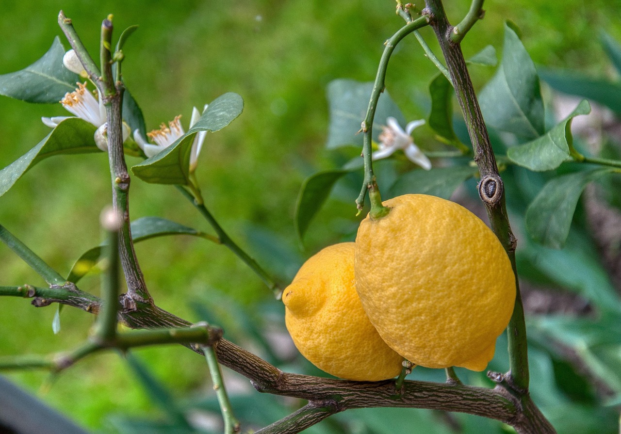 Evo zašto je dobro da pred spavanje stavite limun pored kreveta 6 lemons 4533375 1280