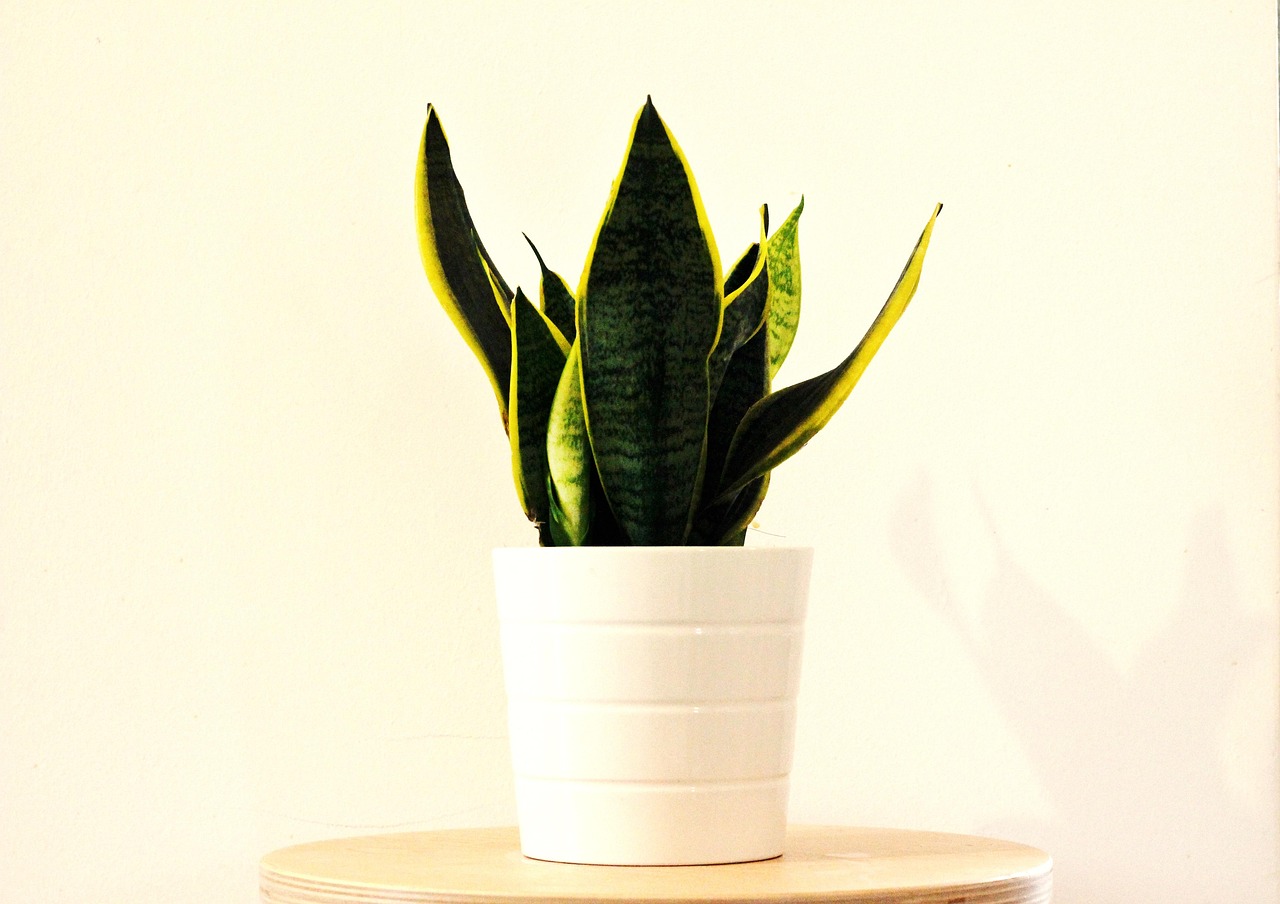 sansevieria 2582056 1280