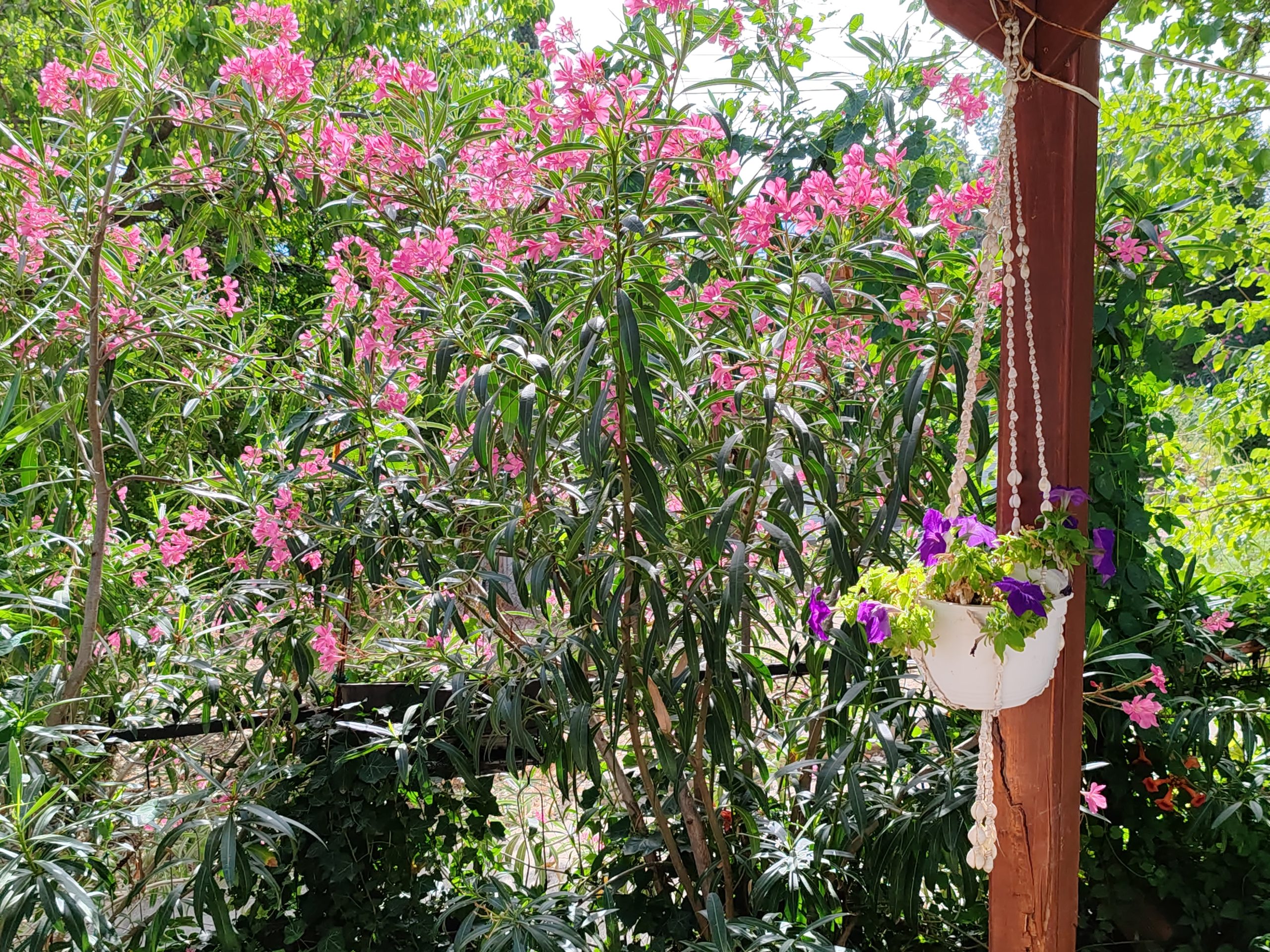 Dobrila Čabrić pokazala eliksir koji sama pravi u Dojranu: "Mnogi padaju u depresiju već u 70-oj" 7 IMG 20240702 083038