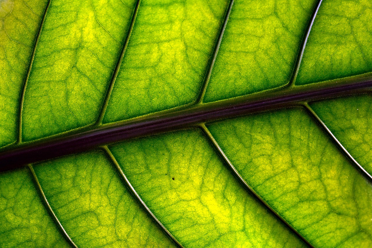 Ovu biljku zovu srećna biljka, jer njen miris oslobađa stresa 8 leaf 7588300 1280