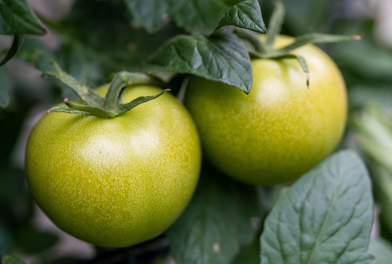 tomatoes 5377571 1280