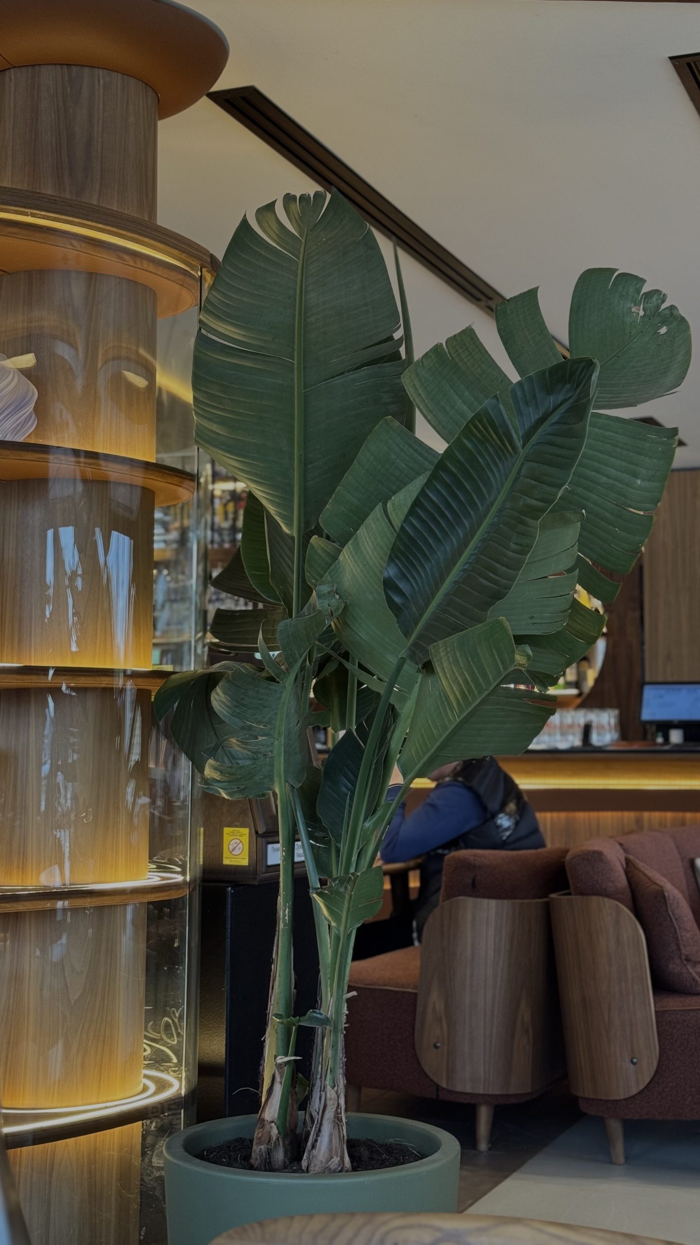 Ne rizikujte sreću zbog jedne biljke: Odmah je izbacite iz kuće, kažu da donosi nesreću 6 biljka 2