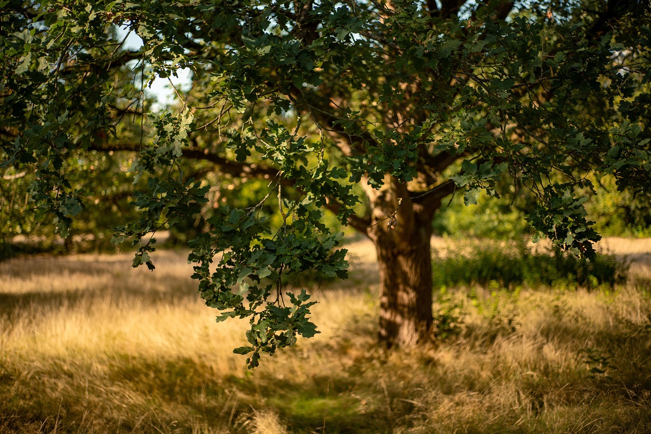 "Božje drvo" upija negativnu energiju i donosi mir ukućanima 7 oak 7468708 1280