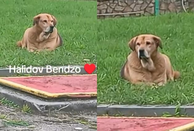 pas halida beslica