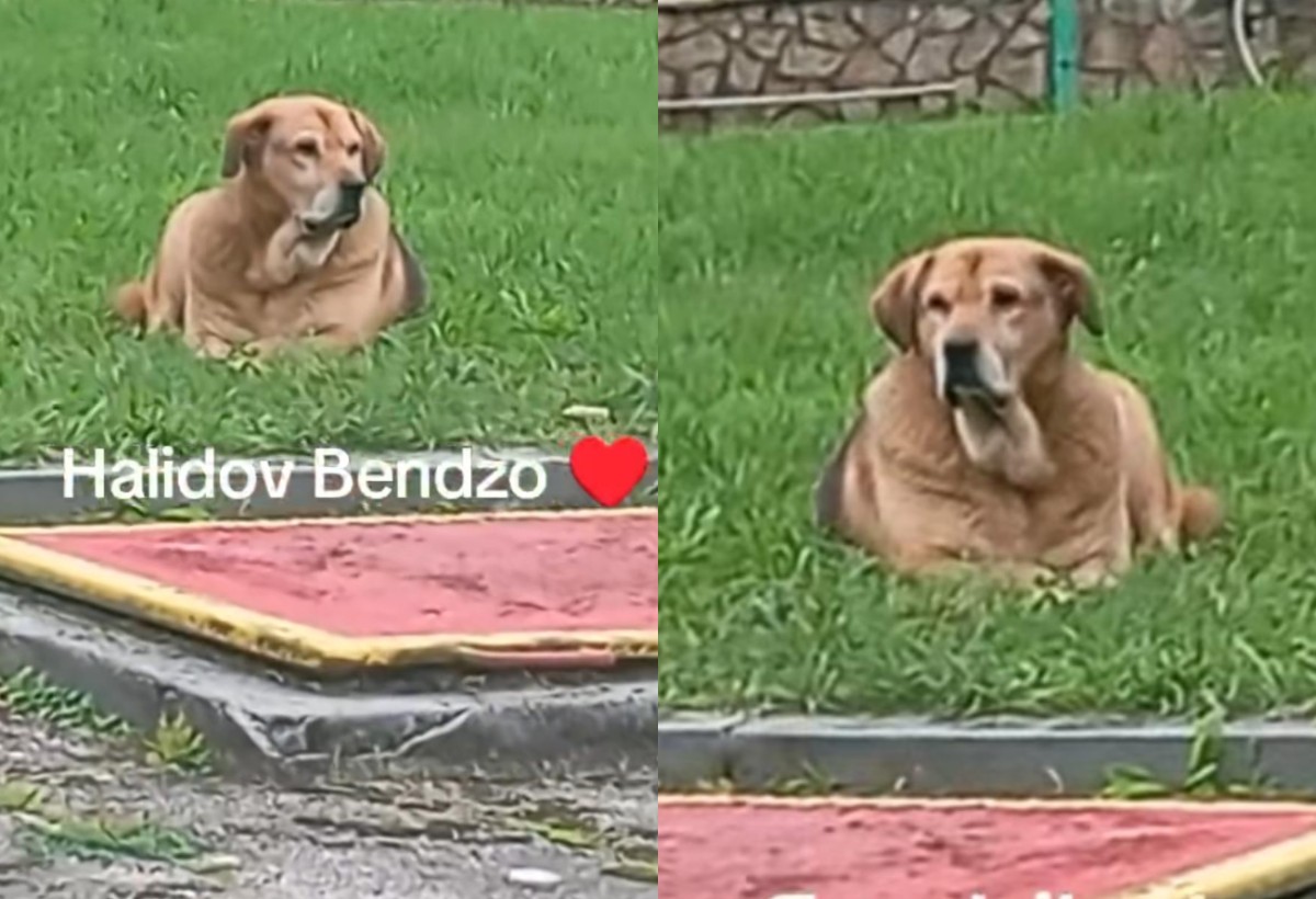Svi plaču zbog ovog snimka: Pas Halida Bešlića odbija hranu, tuga iz njegovih očiju slama srce 5 pas halida beslica