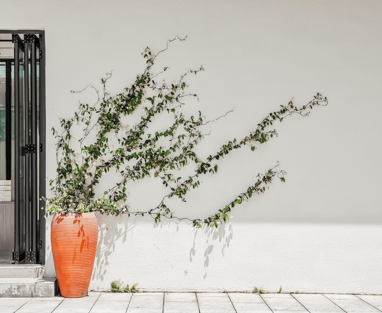 Ne rizikujte sreću zbog jedne biljke: Odmah je izbacite iz kuće, kažu da donosi nesreću 5 plant 7153328 1280