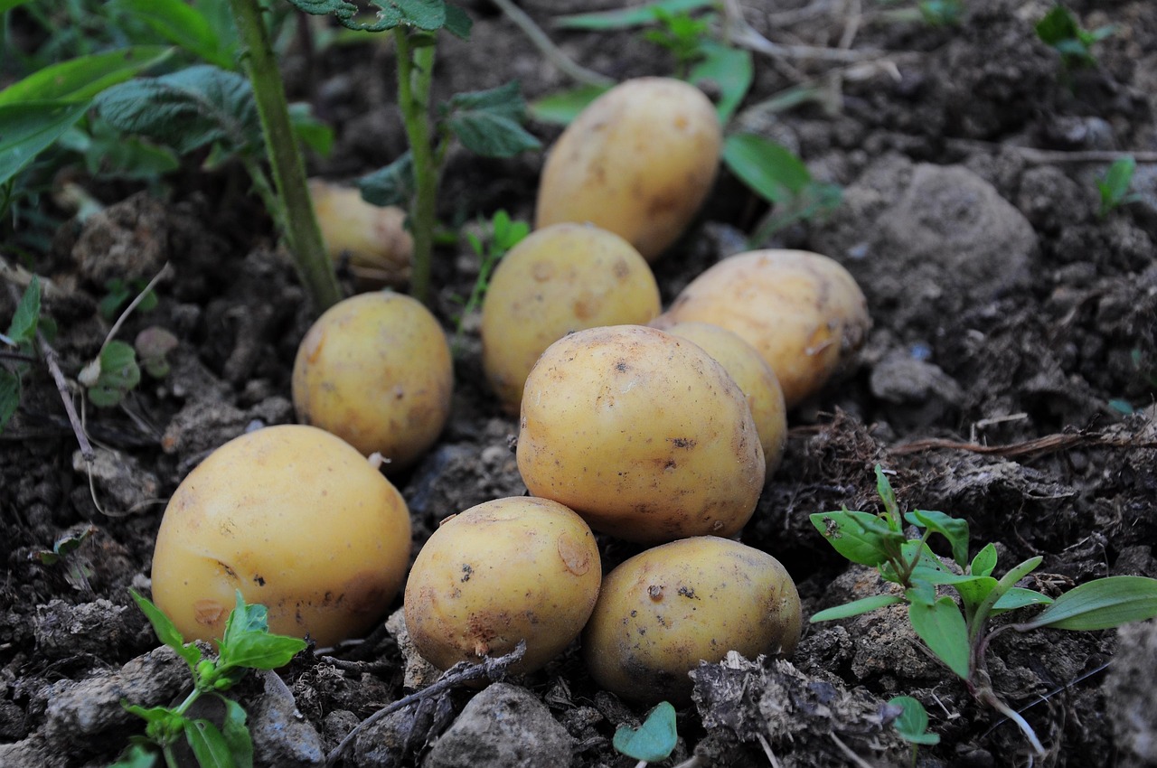 Najbolji način da krompir ostane svež, čak i nekoliko meseci 6 potatoes 3429379 1280