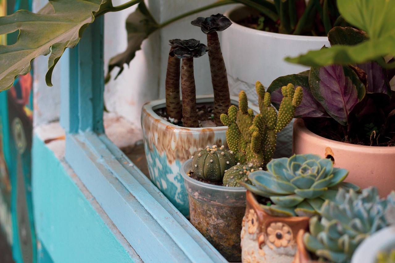 Najotpornije biljke koje možete posaditi u februaru: 5 vrsta koje će vaš dom činiti toplijim 8 plants 7067279 1280