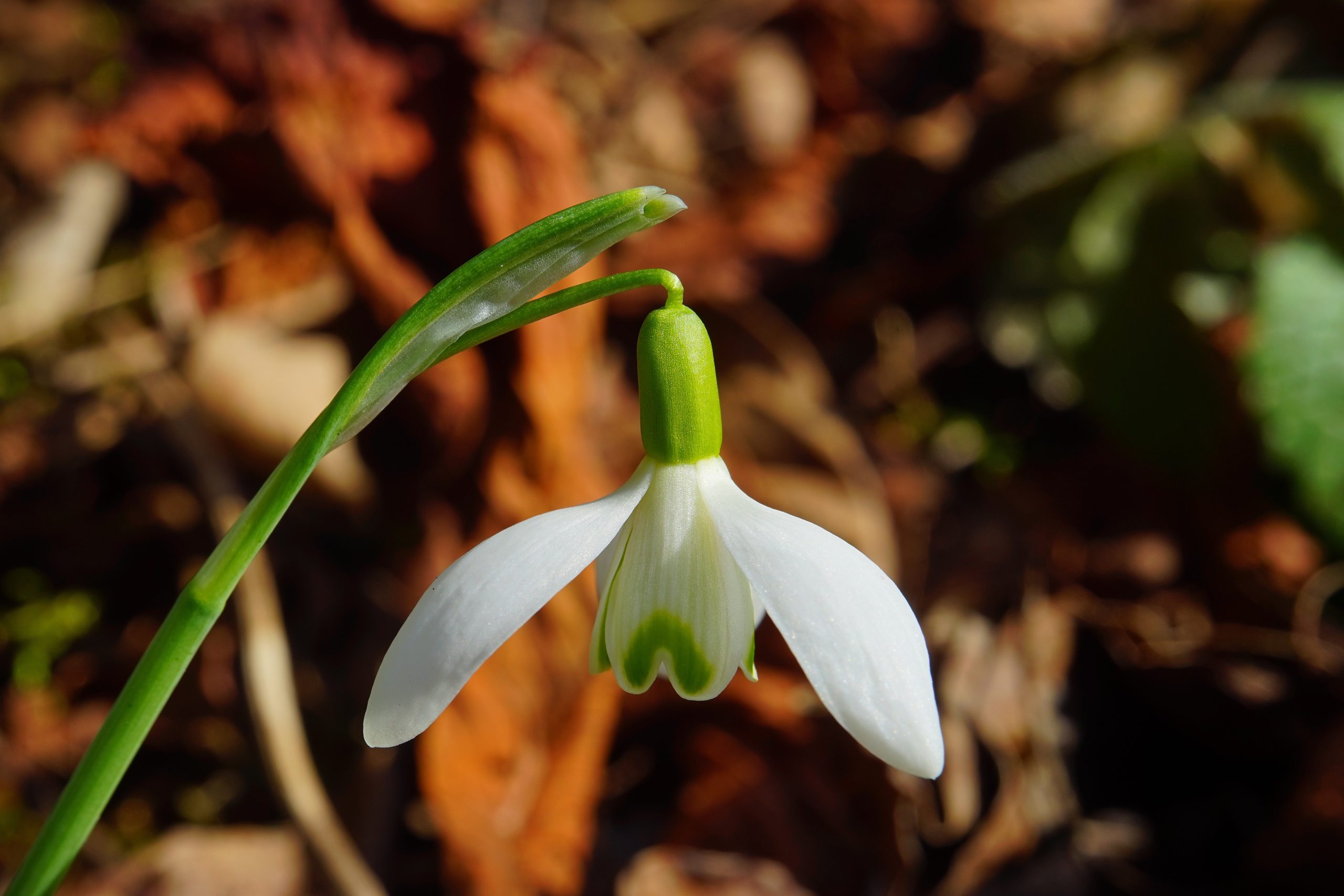 hans snowdrop 1053625