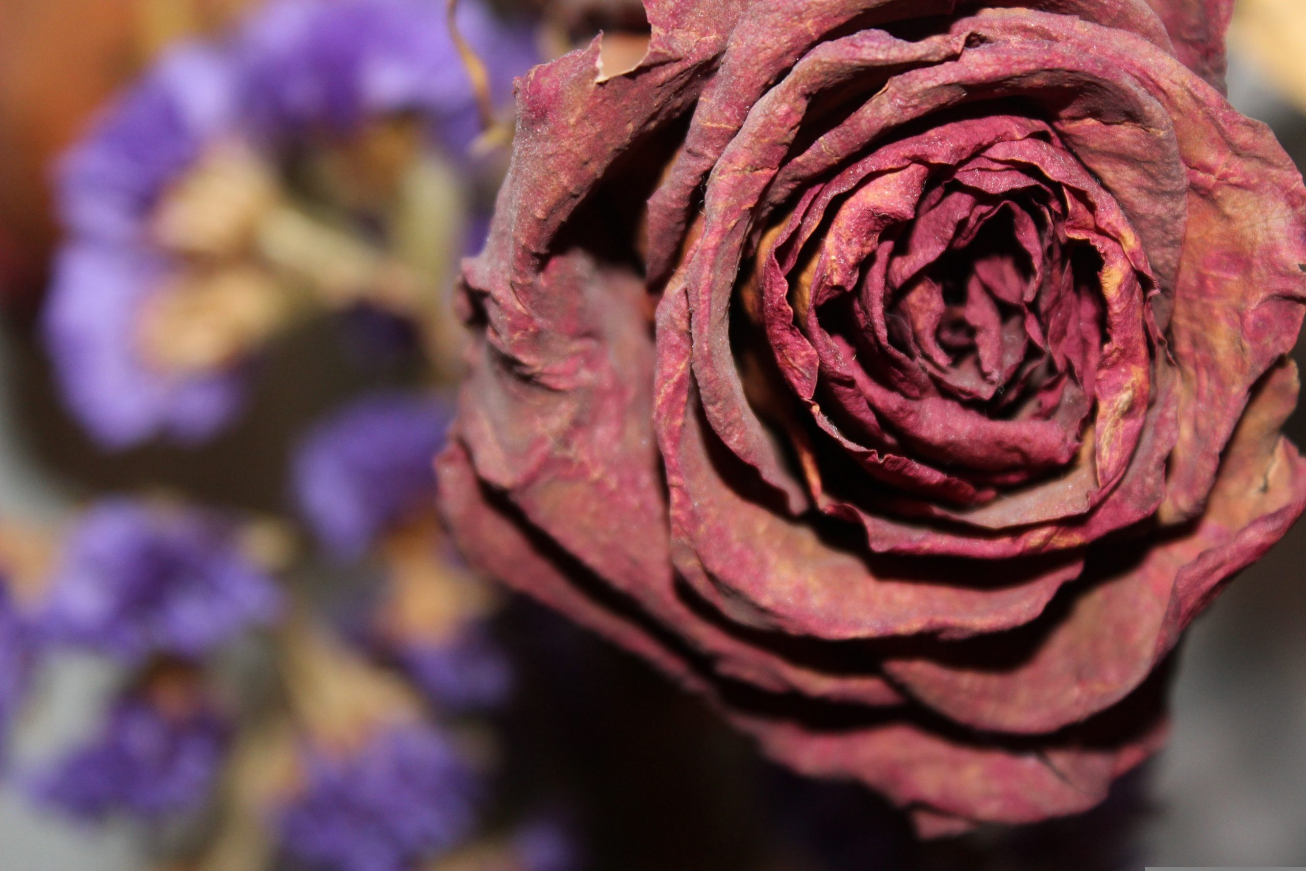themarketingshoppe dried rose 1668600