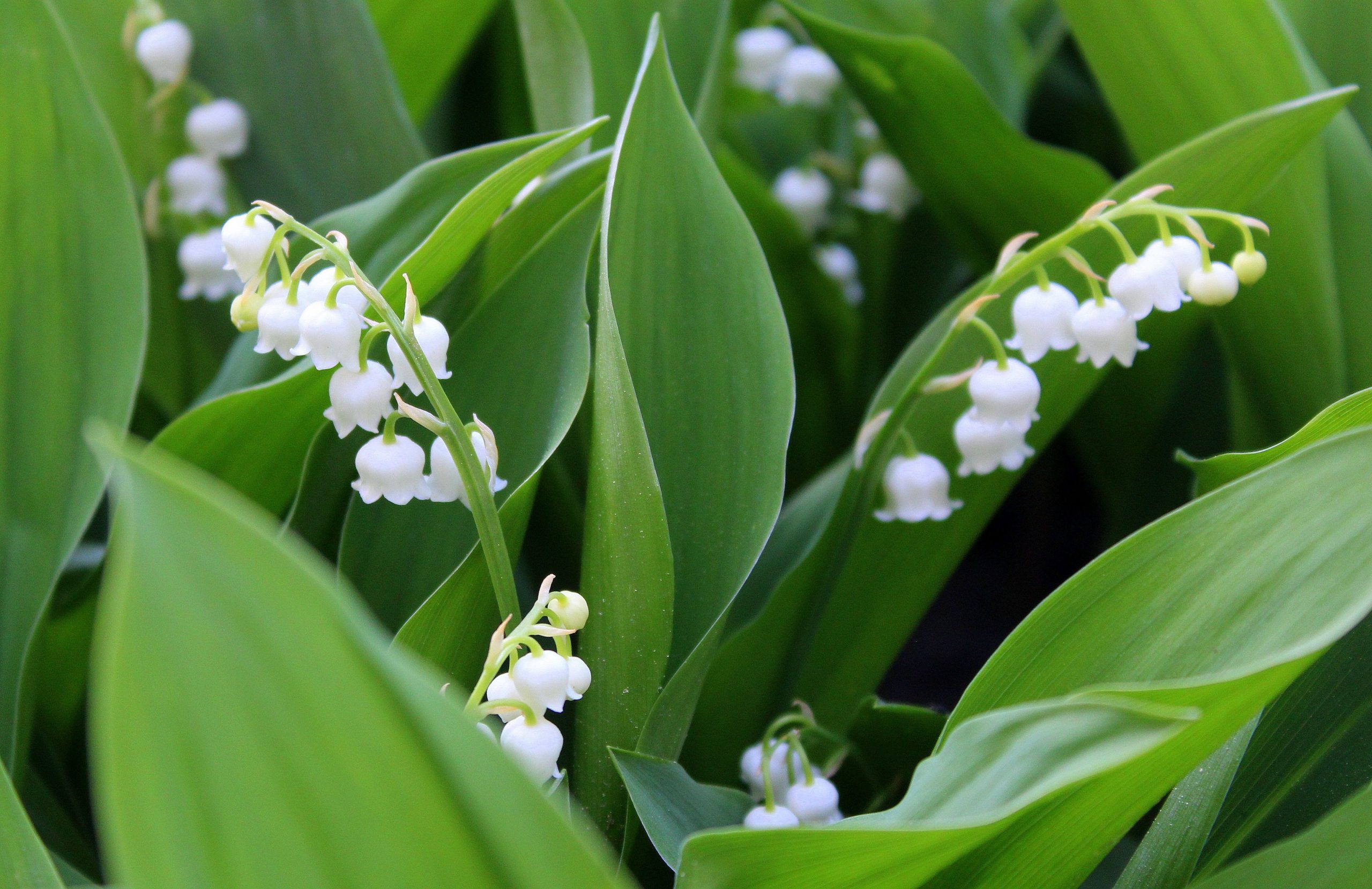 alicja lilies of the valley 3365266