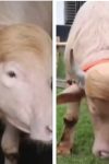 Bivo Donald Tramp izbegao klanje: Zbog plave „frizure“ postao hit na internetu (VIDEO) 18 donald tramp bivo