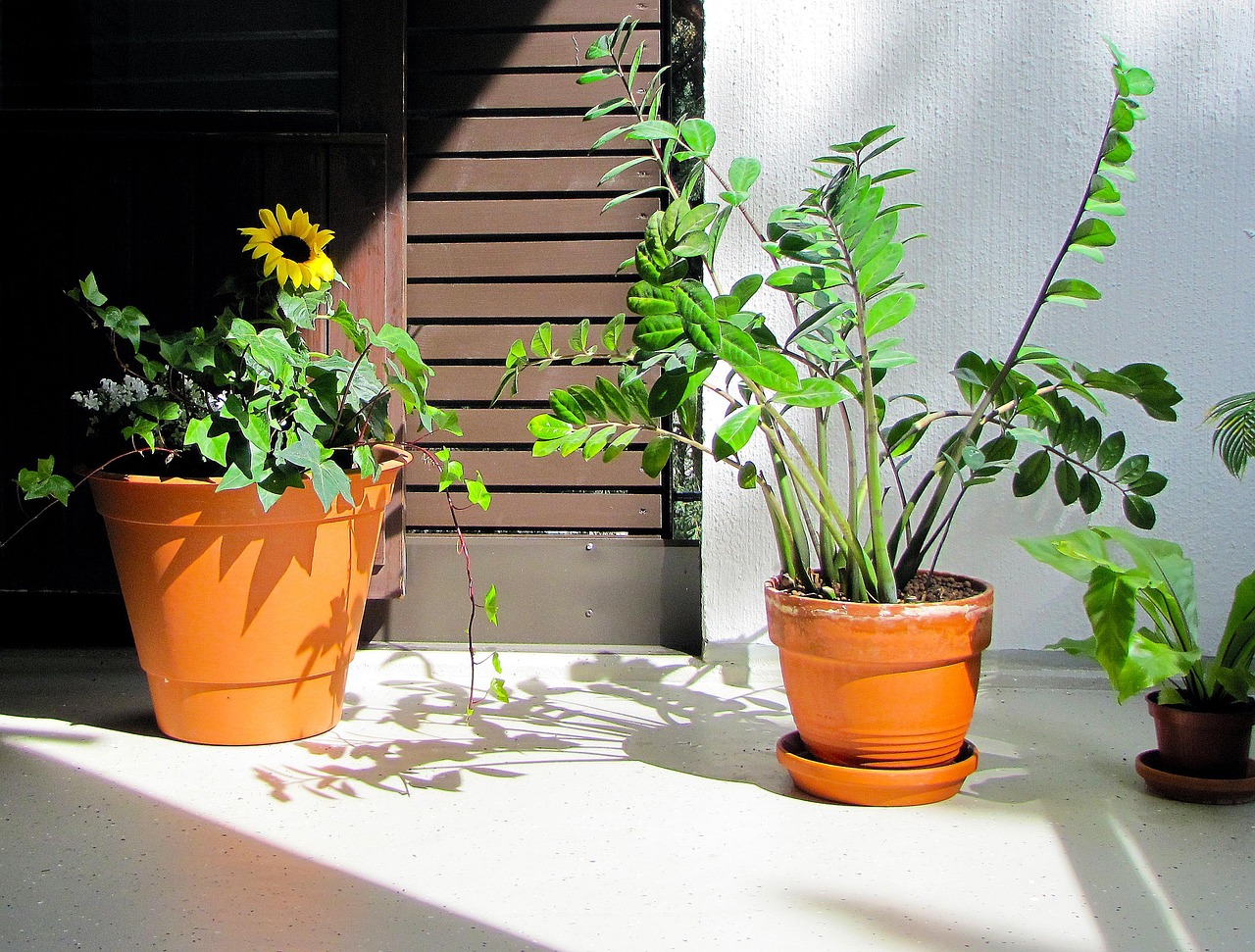 freja plants 170253 1280