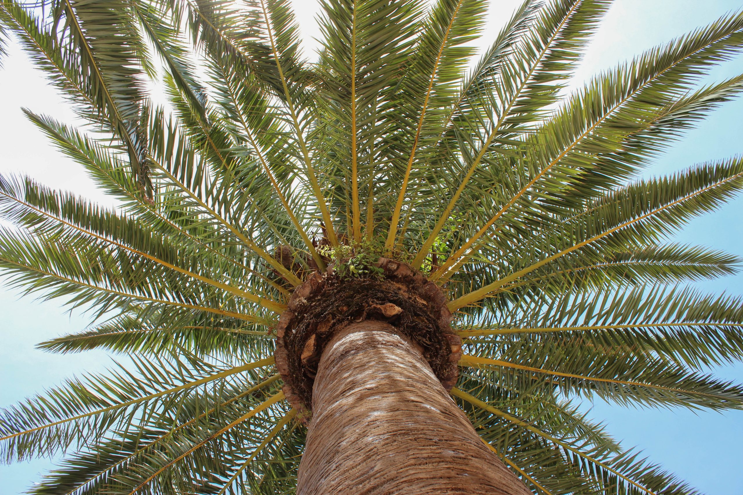 alkemade palm tree 3387205