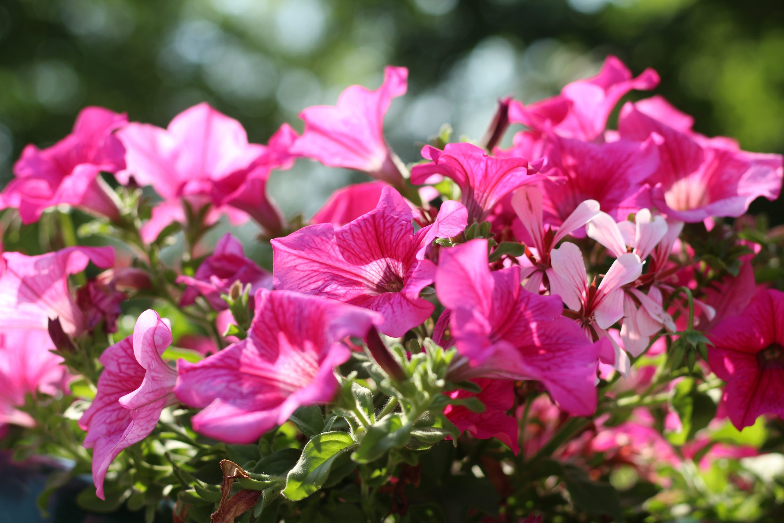 artoxana petunias 6394553