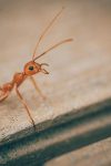 henryphoto ant 6709146 1280