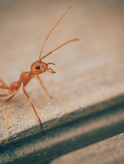 henryphoto ant 6709146 1280