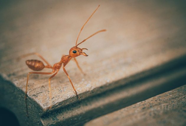 henryphoto ant 6709146 1280