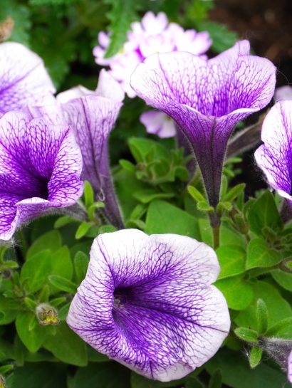matthiasboeckel petunias 5205650