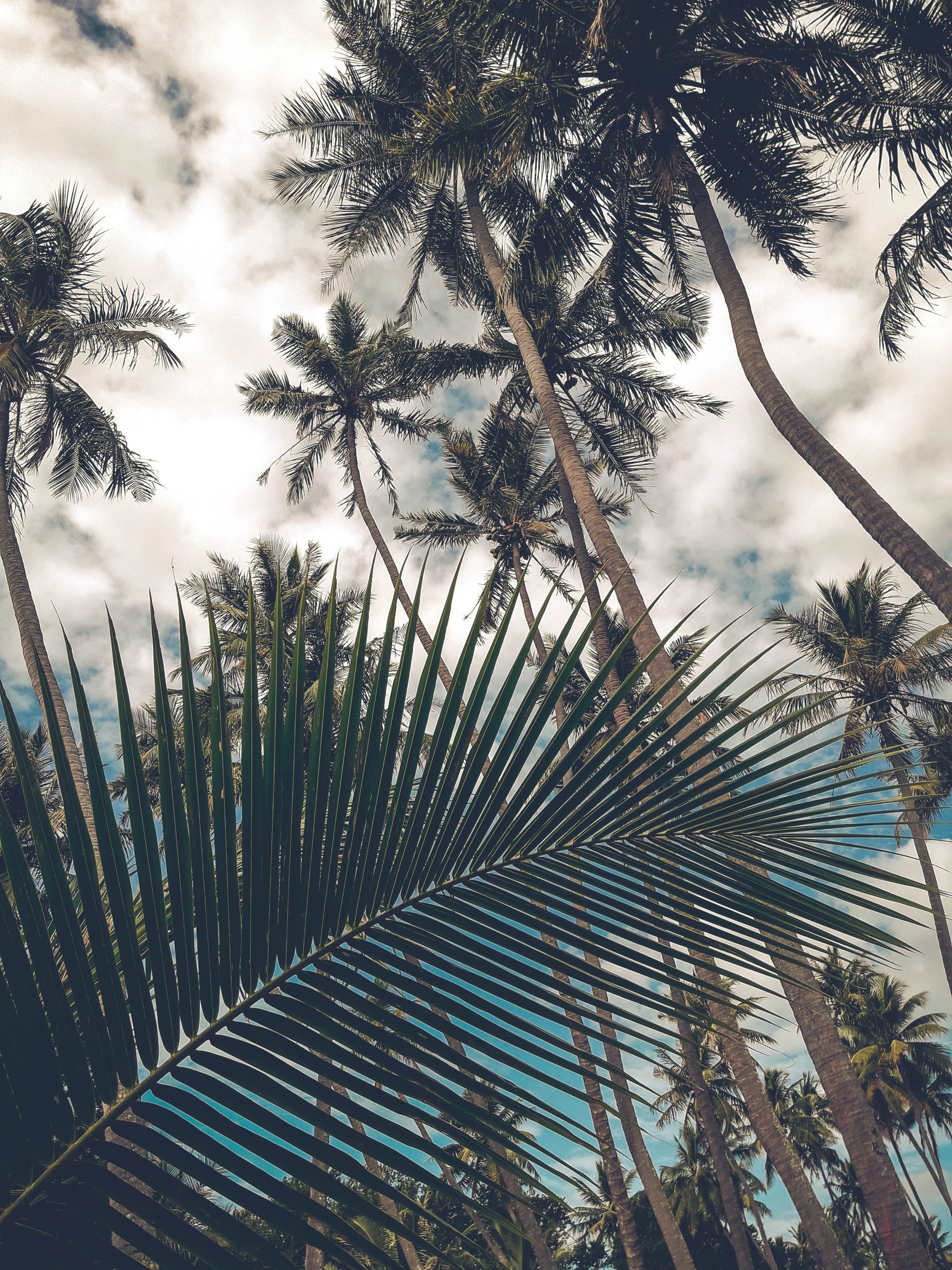 Ni u snu ne biste pomislili: Ovo piće leti najbolje hidrira telo, a nije voda 9 safran98 coconut trees 4946270