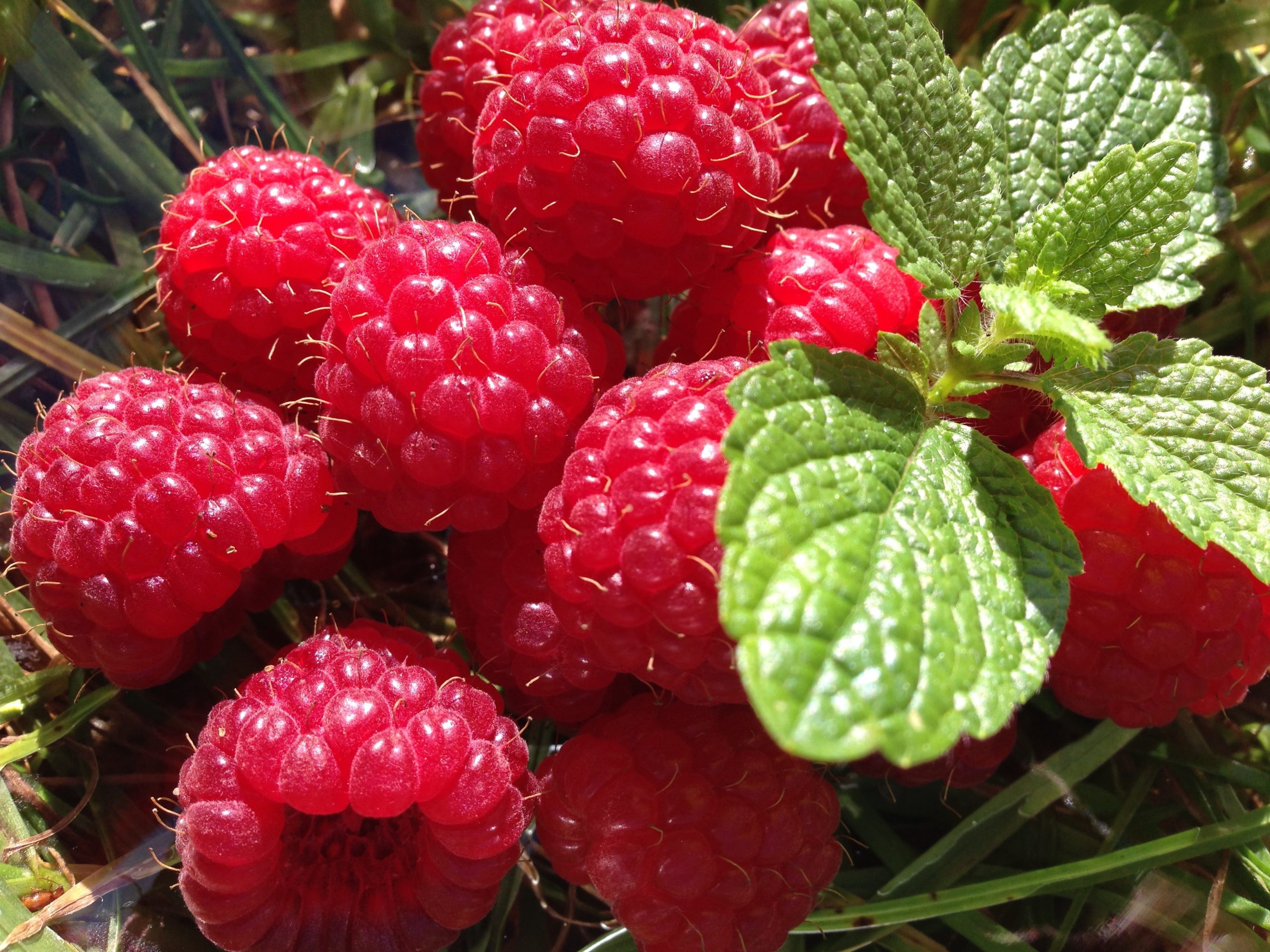 sylvia i rasberry 2812469