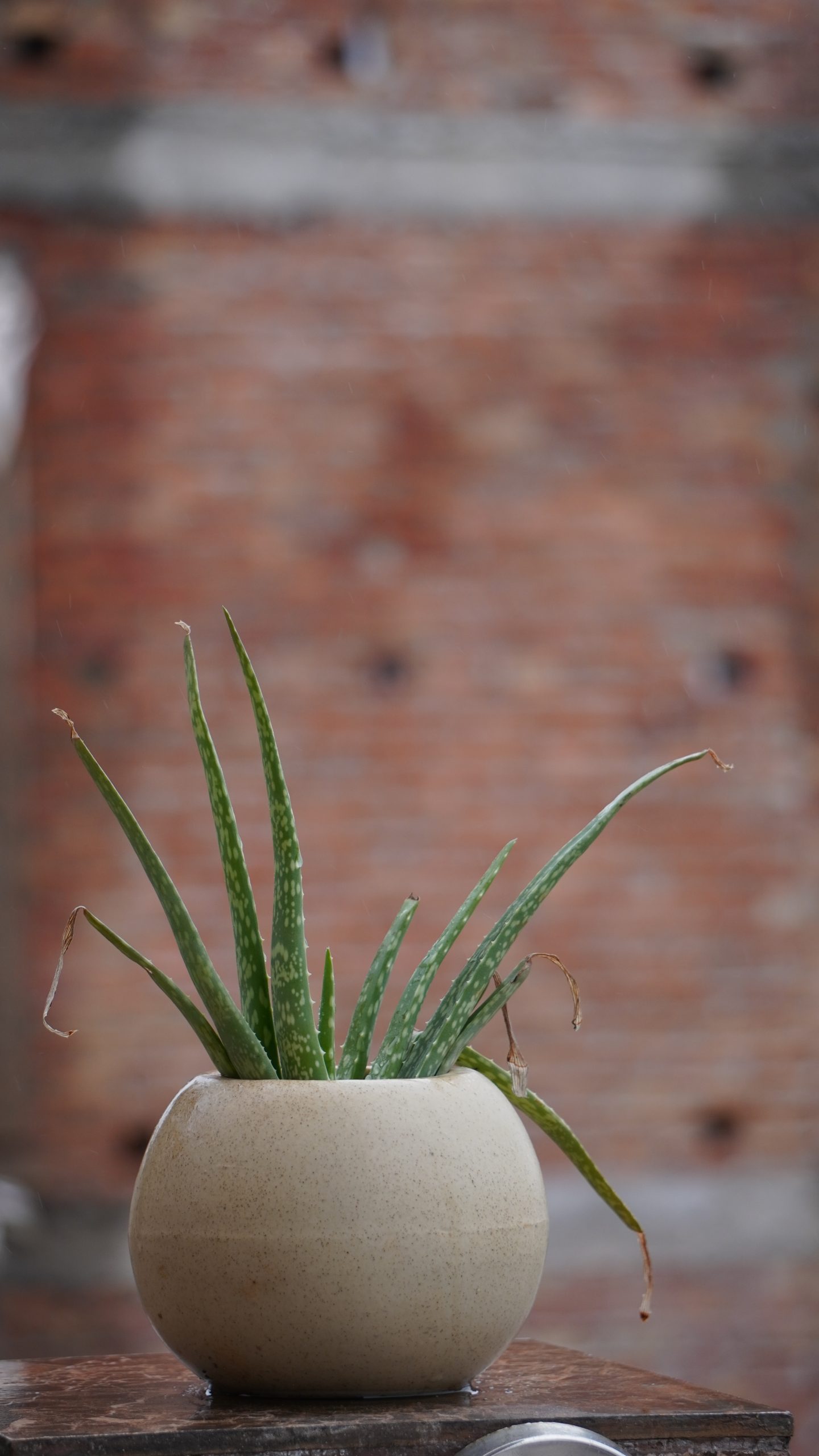 Biljke koje podnose najveće vrućine: Idealne su za terase i dvorišta tokom leta 9 aloe vera