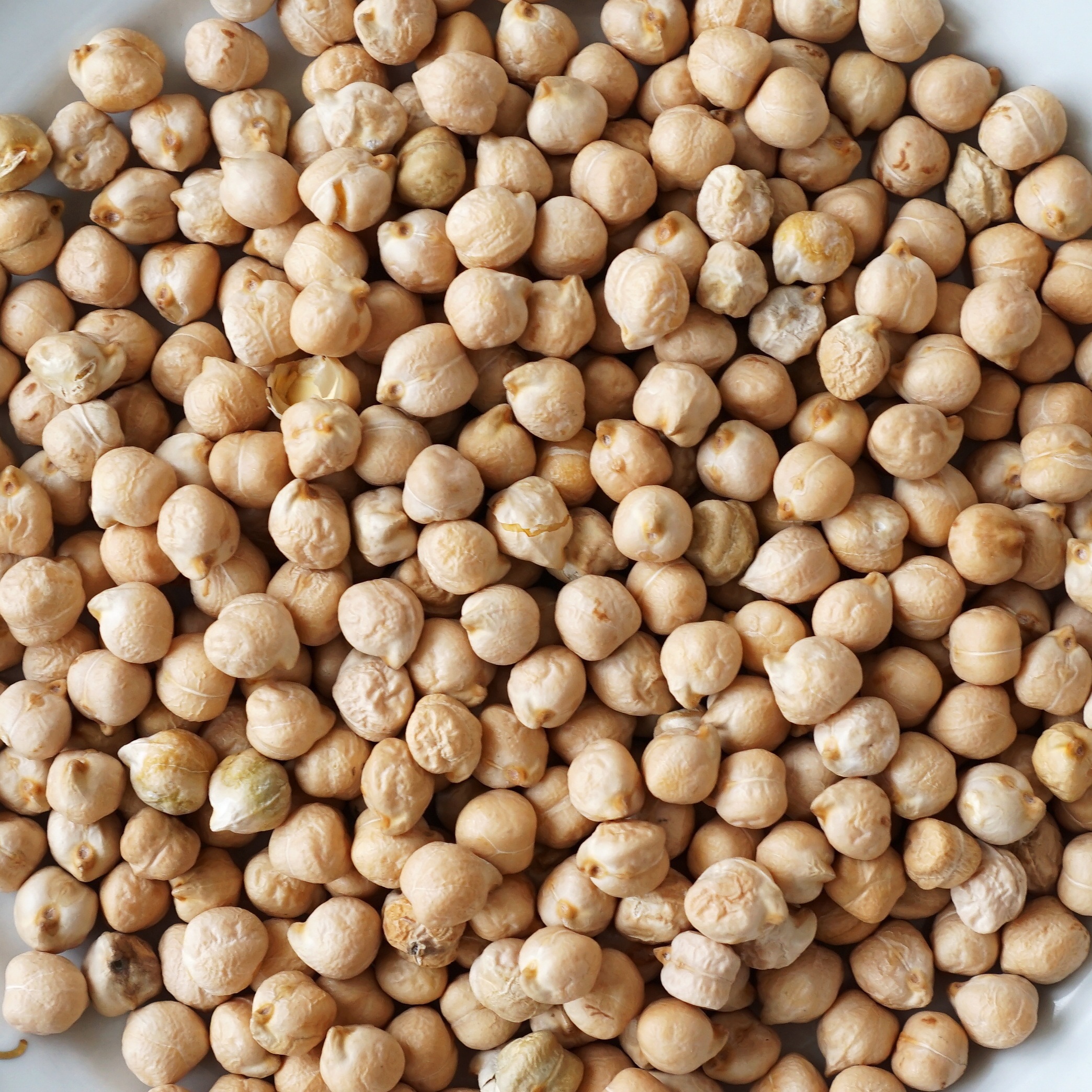 ka q chickpea 2240388