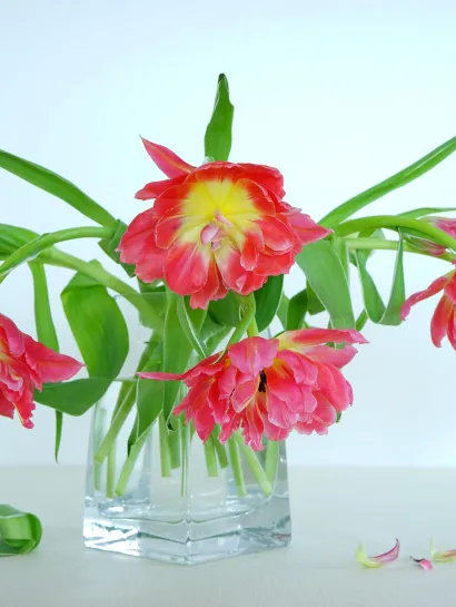 Cveće vam žuti i vene? Rešenje košta manje od 100 dinara, a ovaj trik znaju samo iskusni baštovani 48 katzenfee50 still life 3267477 1920flowers