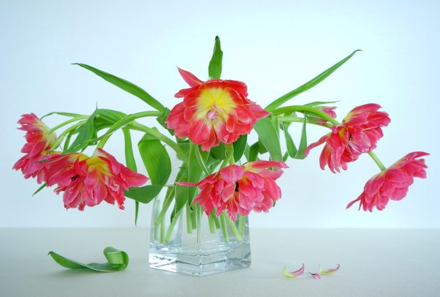 Cveće vam žuti i vene? Rešenje košta manje od 100 dinara, a ovaj trik znaju samo iskusni baštovani 8 katzenfee50 still life 3267477 1920flowers