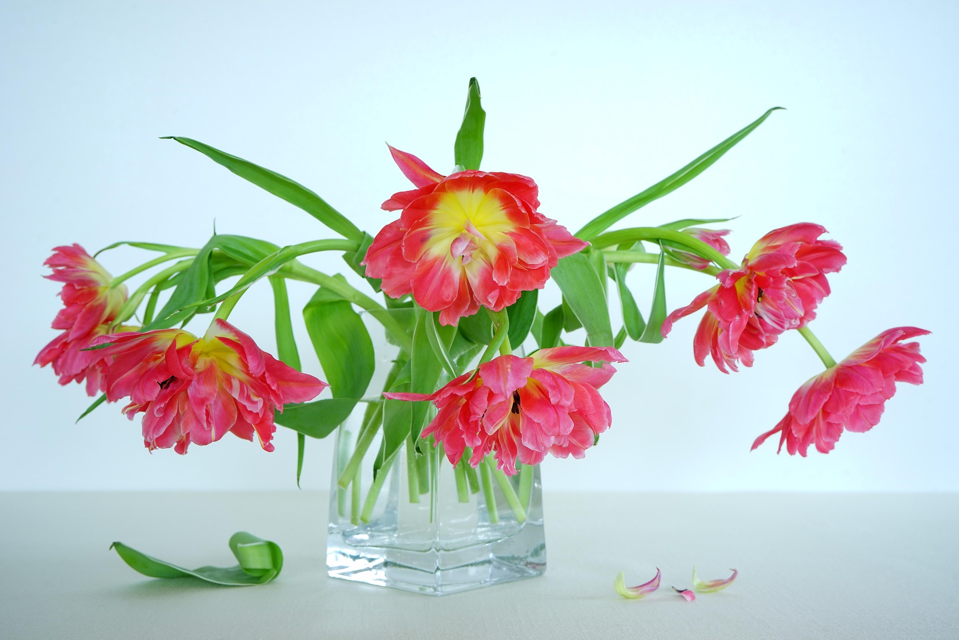 Cveće vam žuti i vene? Rešenje košta manje od 100 dinara, a ovaj trik znaju samo iskusni baštovani 6 katzenfee50 still life 3267477 1920flowers