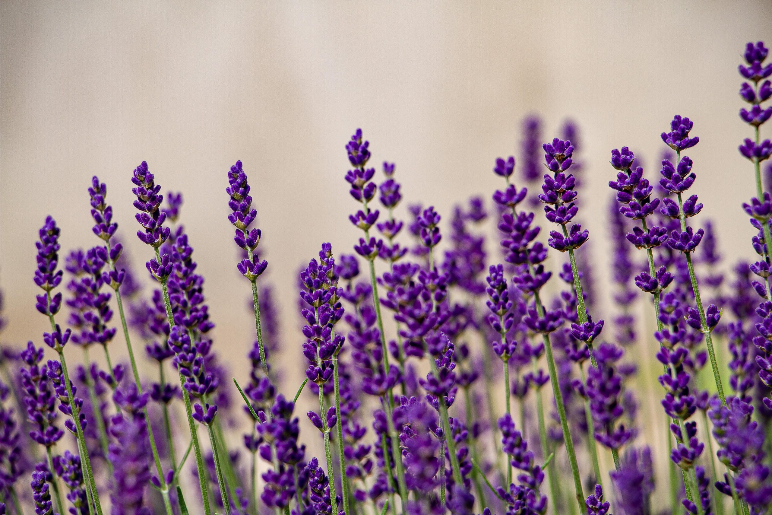 Biljke koje podnose najveće vrućine: Idealne su za terase i dvorišta tokom leta 7 lavanda