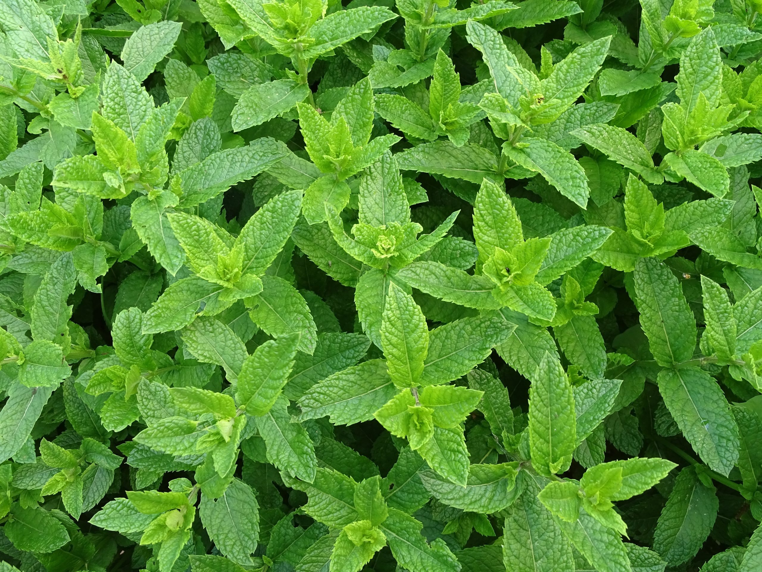 Sveži začini nadohvat ruke: Ovo su biljke koje svako može da uzgaja kod kuće 7 leahreiter moroccan mint 2396530