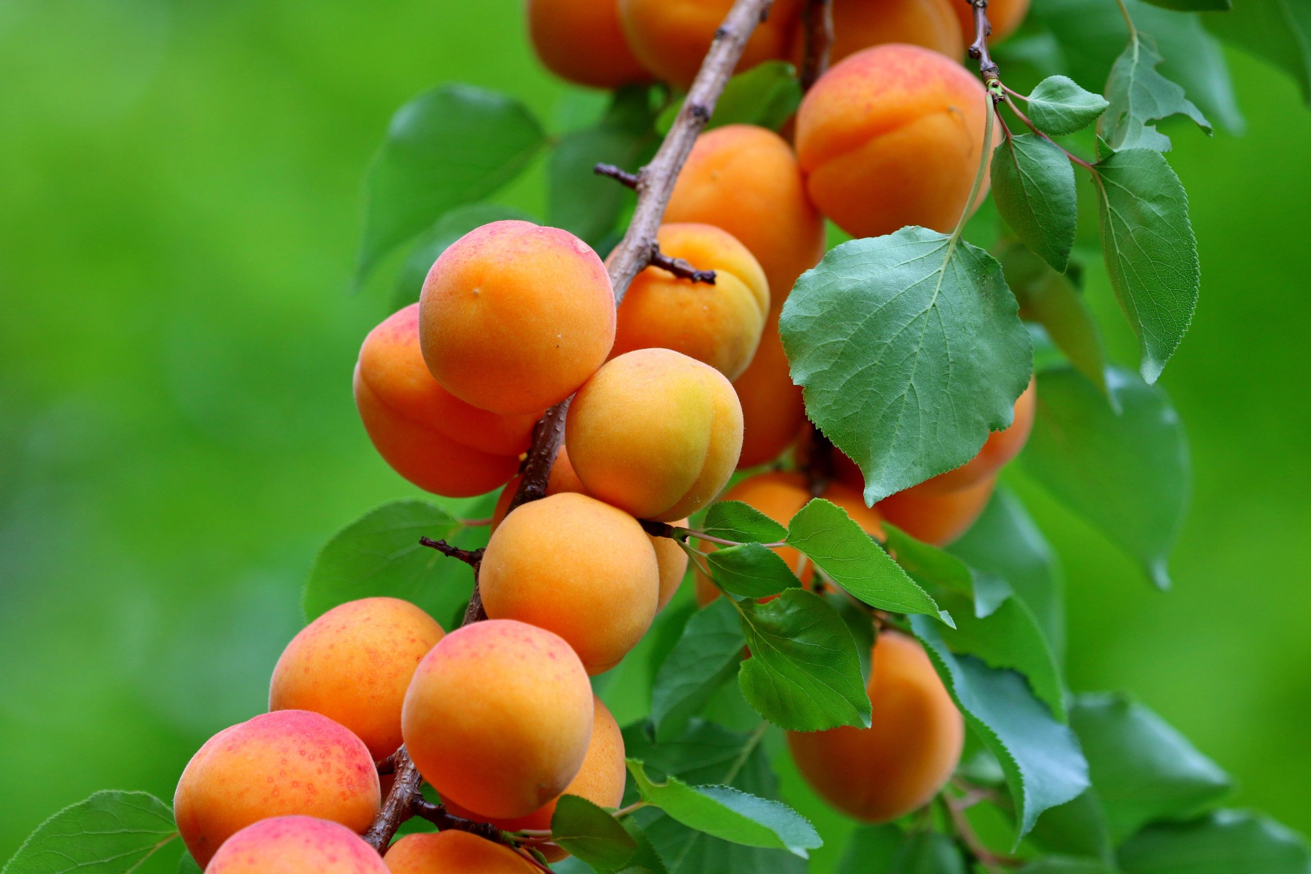 manseok kim apricots 6396527