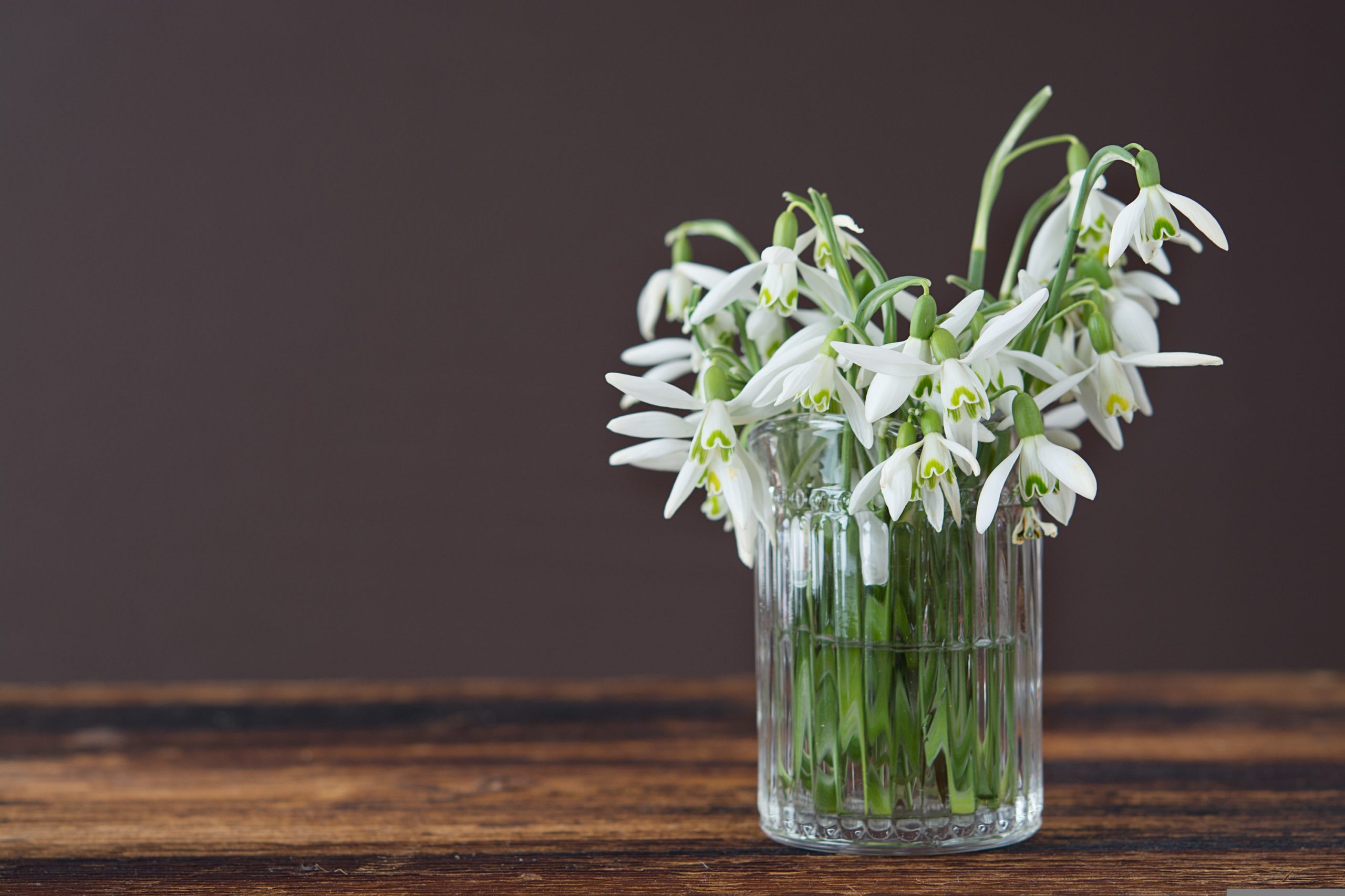 Cveće vam žuti i vene? Rešenje košta manje od 100 dinara, a ovaj trik znaju samo iskusni baštovani 5 pezibear snowdrop 1232673